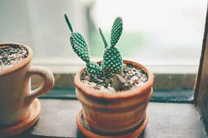 7 СТАЙНИ РАСТЕНИЯ С УДИВИТЕЛНИ ПОЛЗИ, ЗА КОИТО НЕ ЗНАЕШ! Кактус